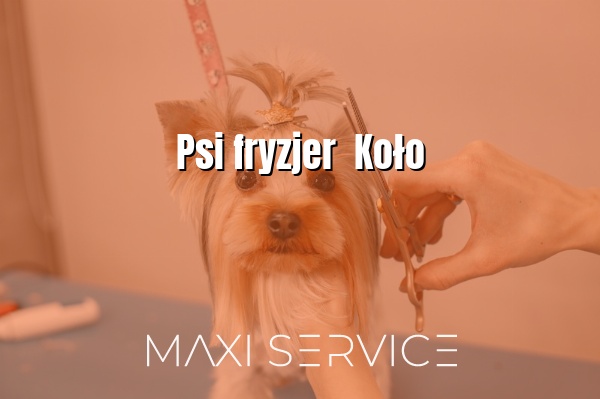 Psi fryzjer  Koło - Maxi Service